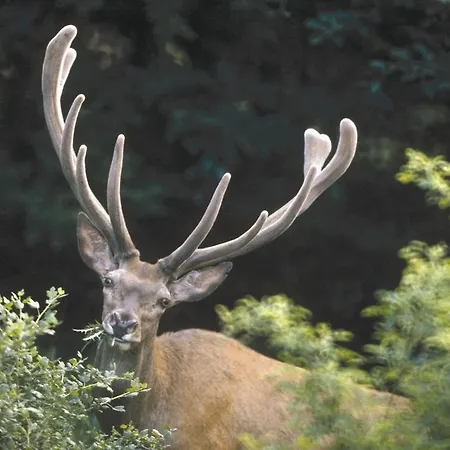 Javorina בית הארחה