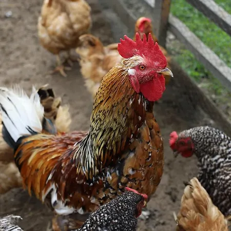 Гостевой дом Javorina