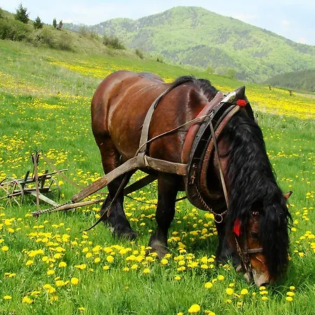 Javorina Čičmany