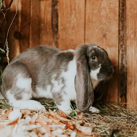 Javorina בית הארחה